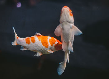 View of fish swimming in sea