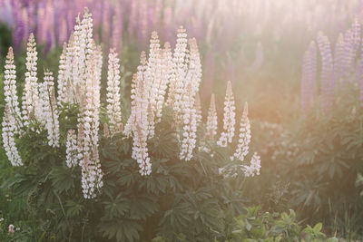 Close-up of purple flowering plants on field