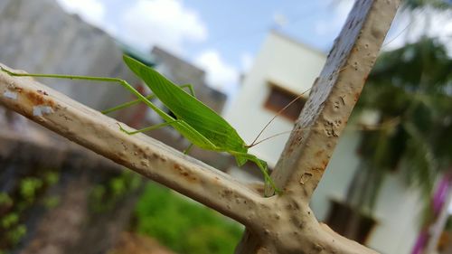 Close-up of lizard on tree against sky