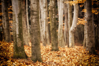 Panoramic view of trees in forest during autumn