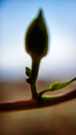 Close-up of flower bud