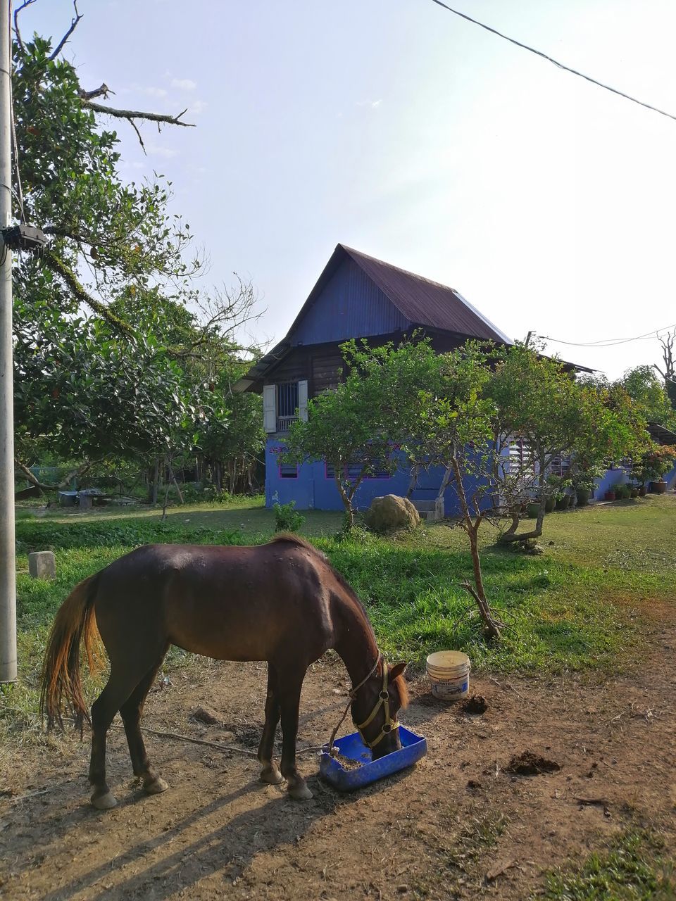 HORSE IN RANCH