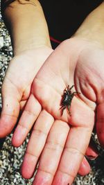 Close-up of hand holding insect