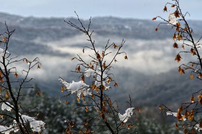 Close-up of plants against snow covered mountains
