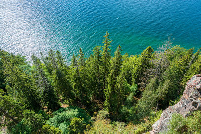 Trees at the coast of the lake vattern, sweden