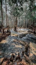 Trees growing in forest