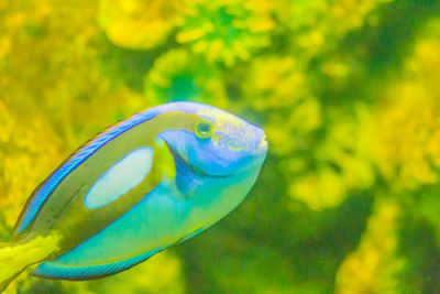 Close-up of fish swimming in sea