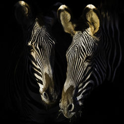 High angle view of zebras