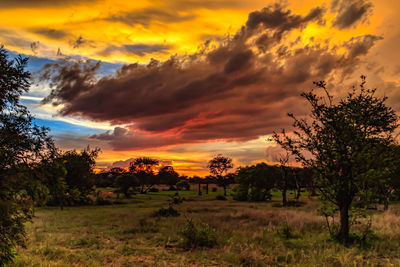 Trees on field against orange sky