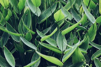 High angle view of plant growing on field