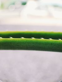 Close-up of wet grass on field