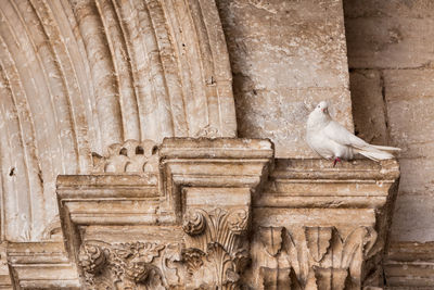 White dove on the capital of an ancient church