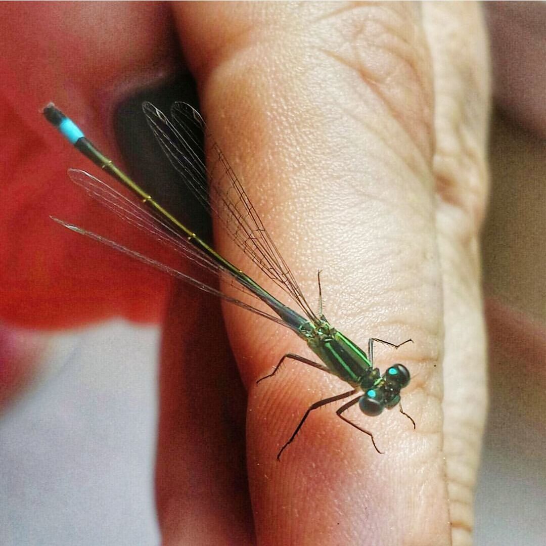 insect, one animal, animal themes, animals in the wild, wildlife, person, close-up, part of, focus on foreground, indoors, human finger, unrecognizable person, holding, dragonfly, selective focus, cropped, zoology