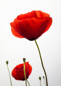 Close-up of poppy blooming against white background