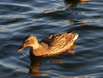 Close-up of duck swimming in lake