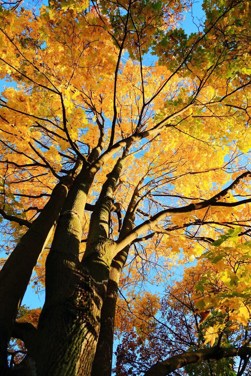 LOW ANGLE VIEW OF TREE AGAINST SKY