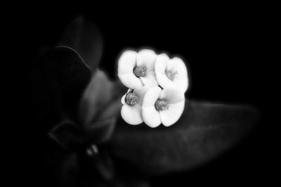 Close-up of flower over black background