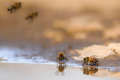 Close-up of insect on sand