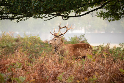 Deer in a field