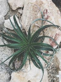 Close-up of plant