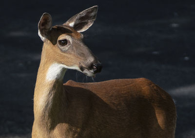 Close-up of deer looking away