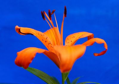 Close-up of blue flower