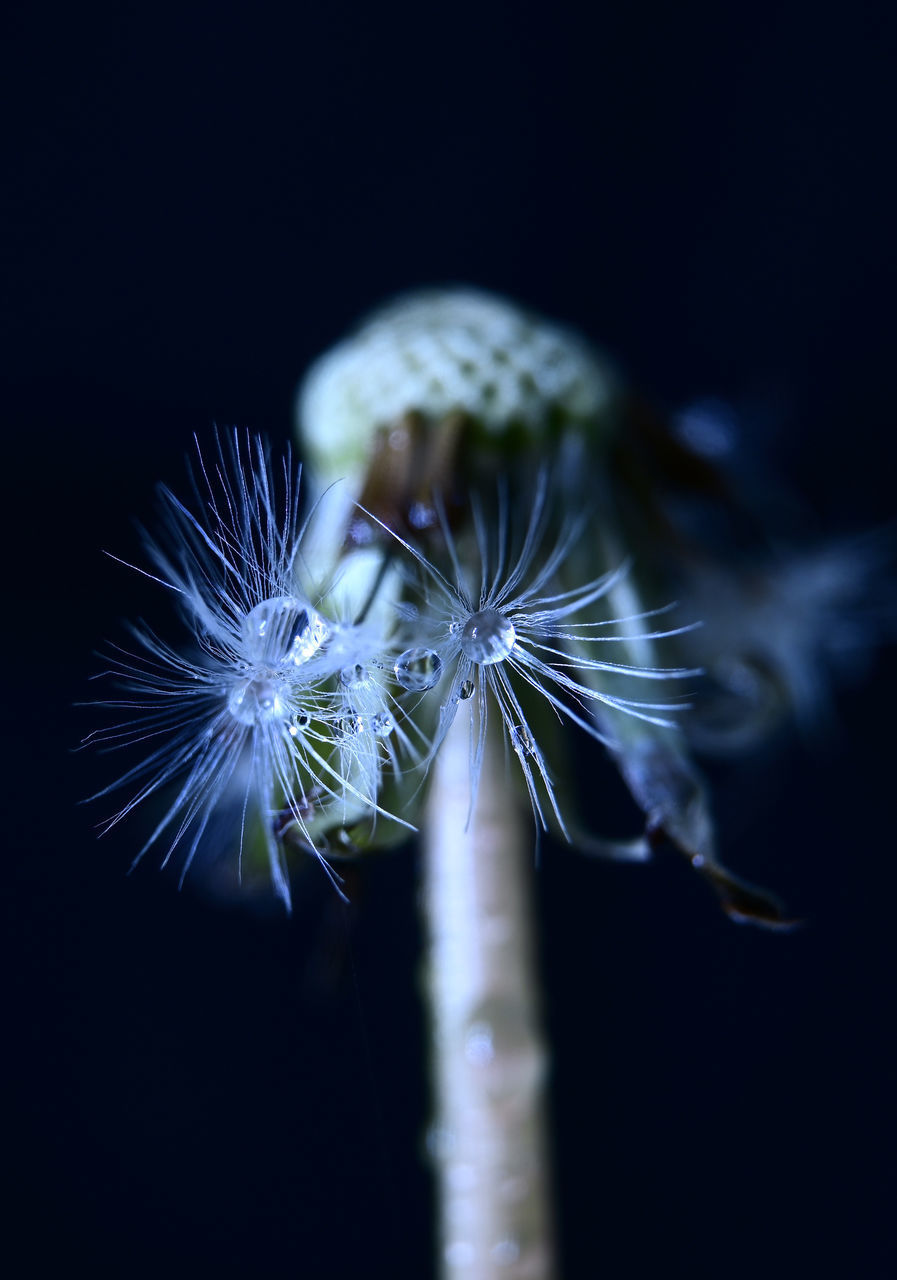 CLOSE-UP OF DANDELION ON BLACK BACKGROUND