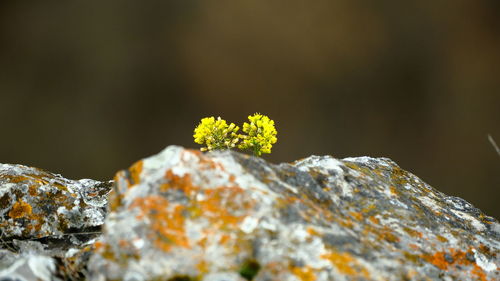 Close-up of plant