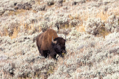 Bison grazing in lamar valley in yellowstone national park