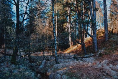 Bare trees in forest