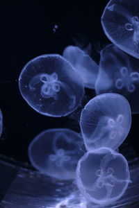 jellyfish