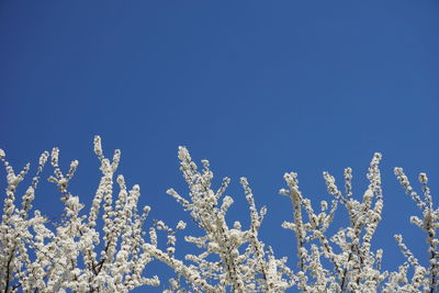 Low angle view of trees against clear blue sky