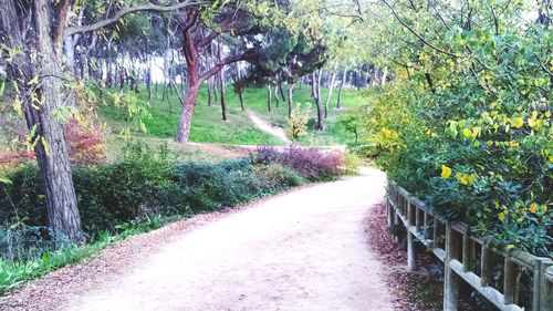 Narrow walkway along trees in park