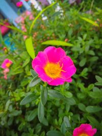 Close-up of pink flower blooming outdoors