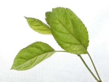Macro shot of leaf against white background