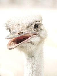 Close-up of a bird