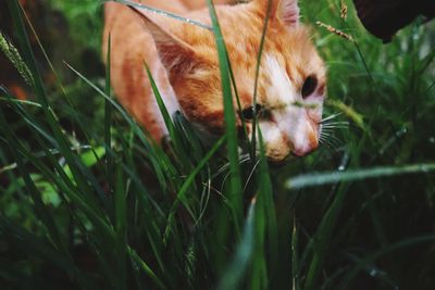 Close-up of cat amidst grassy field