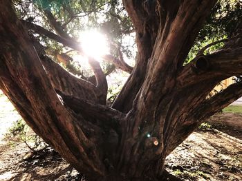 Low angle view of tree against sky during sunset