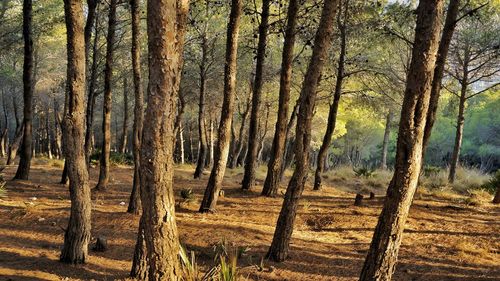 Trees in forest