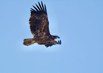 Low angle view of bird flying against clear blue sky