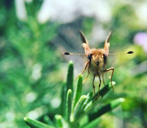 Close-up of insect on plant