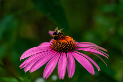 Close-up of honey bee pollinating on pink flower