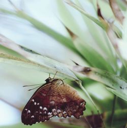 Close-up of butterfly perching on leaf