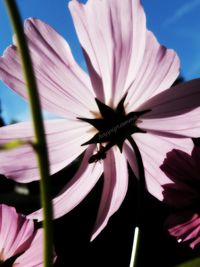 Close-up of purple flower