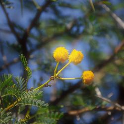Close-up of yellow flowers