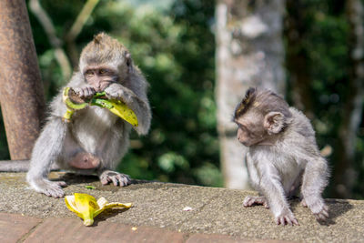 Monkey sitting on the ground