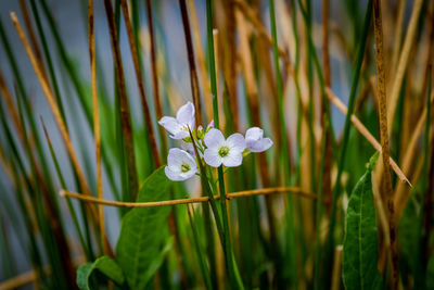 Close-up of white flowering plant
