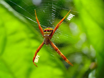 Argiope keyserlingi, a spider species that dwells in its web house