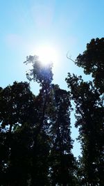 Low angle view of trees against blue sky