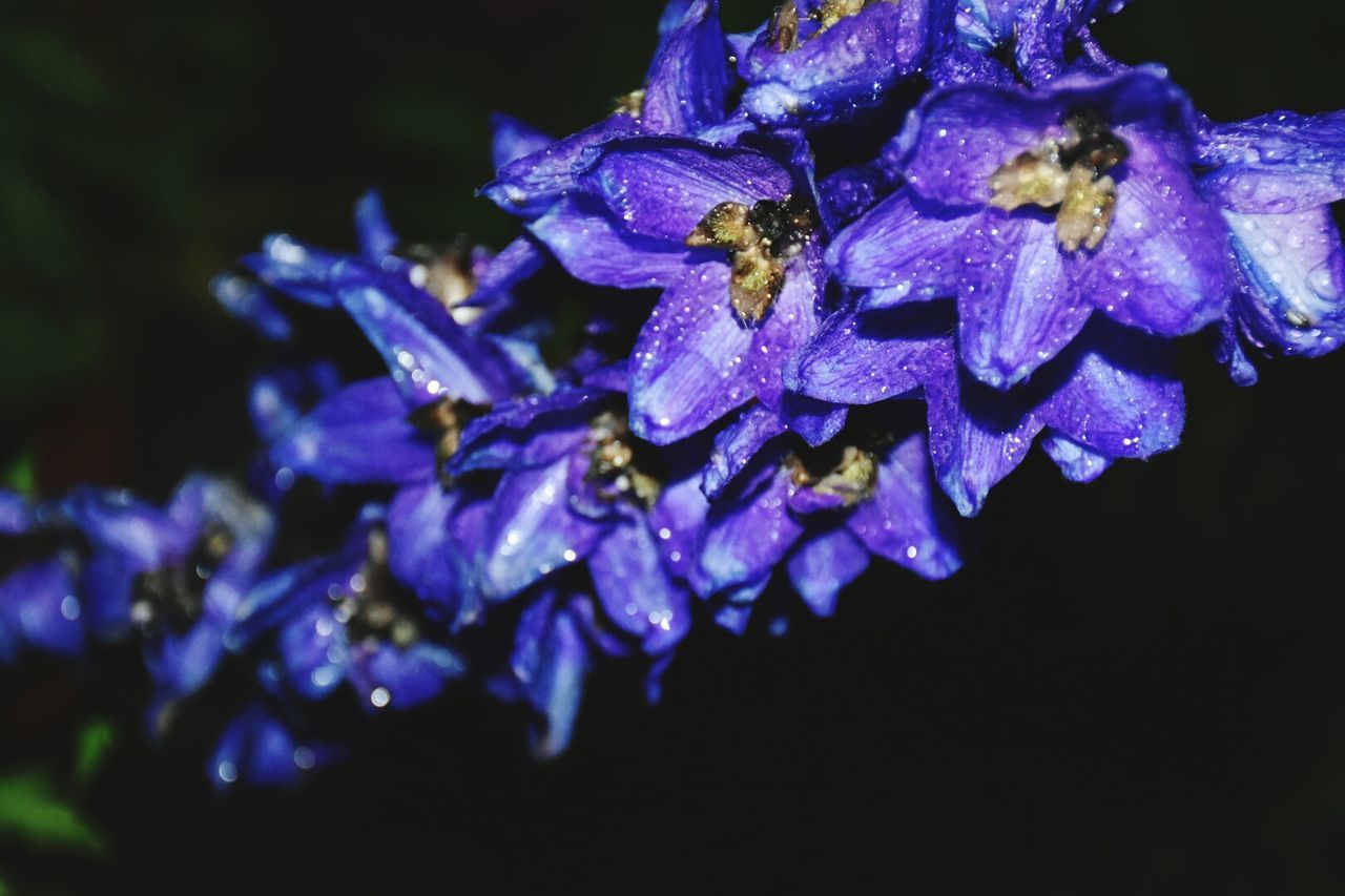 drop, flower, fragility, freshness, water, wet, petal, purple, close-up, beauty in nature, flower head, focus on foreground, nature, droplet, growth, water drop, dew, plant, selective focus, blue